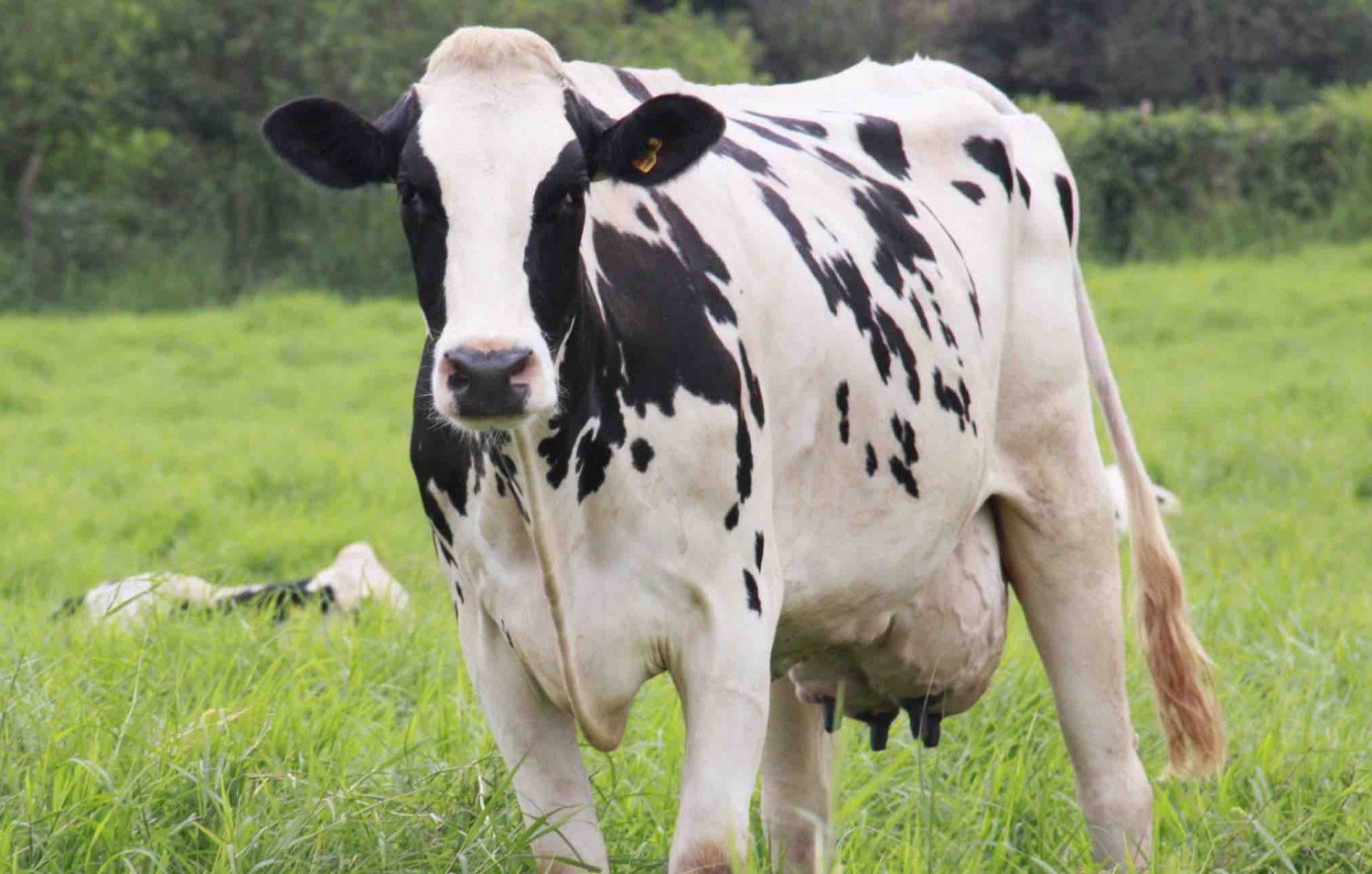 Leite brasileiro surpreende o mundo ao emitir menos da metade dos gases de efeito estufa