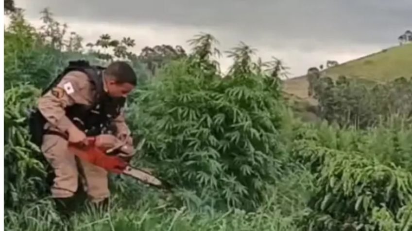 PM corta e queima 500 pés de maconha em plantação em MG
