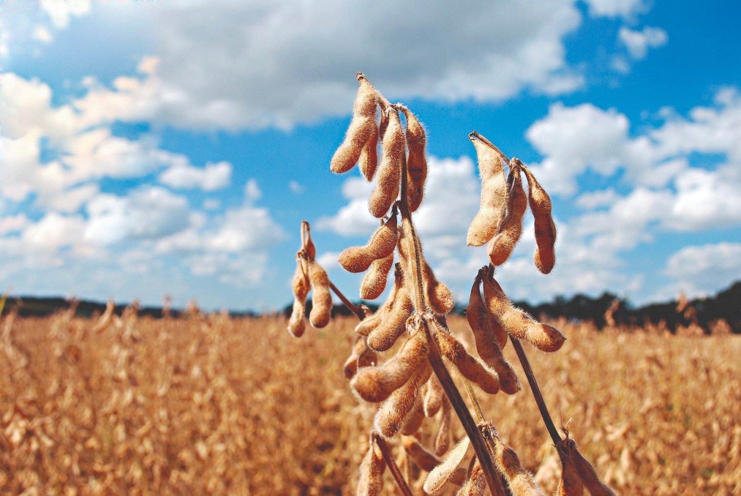 Cotações de soja são sustentadas por demanda aquecida