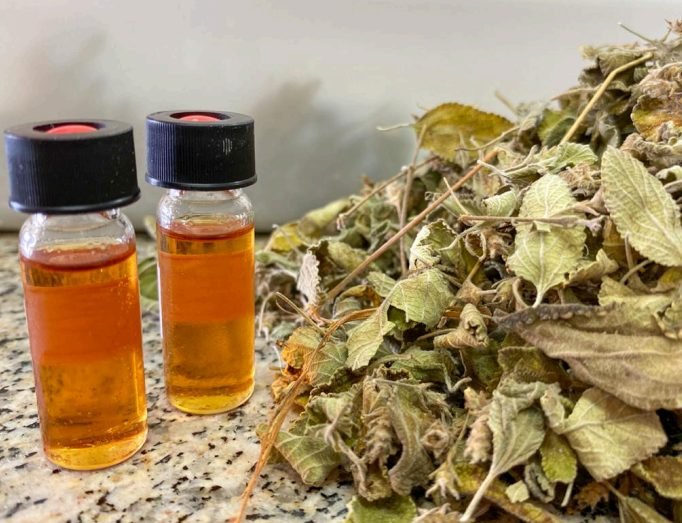 Embrapa descobre óleo do Cerrado eficaz contra fungos e bactérias em frutas