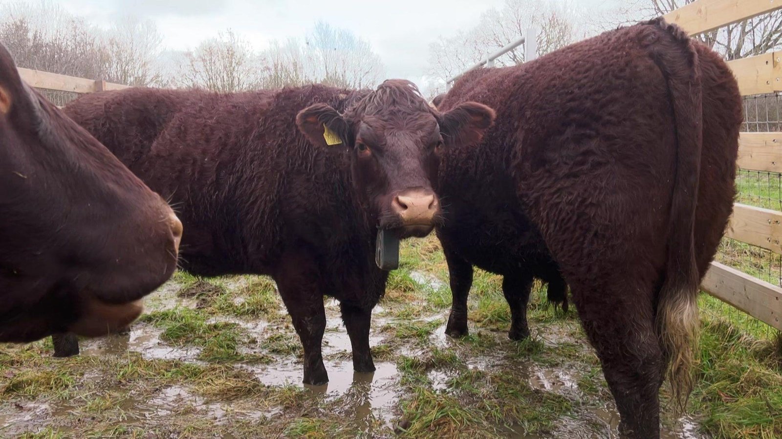 Vacas voltam a pastar em Londres após décadas para liderar megaprojeto ambiental
