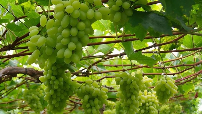 Conheça a nova uva branca sem semente desenvolvida pela Embrapa