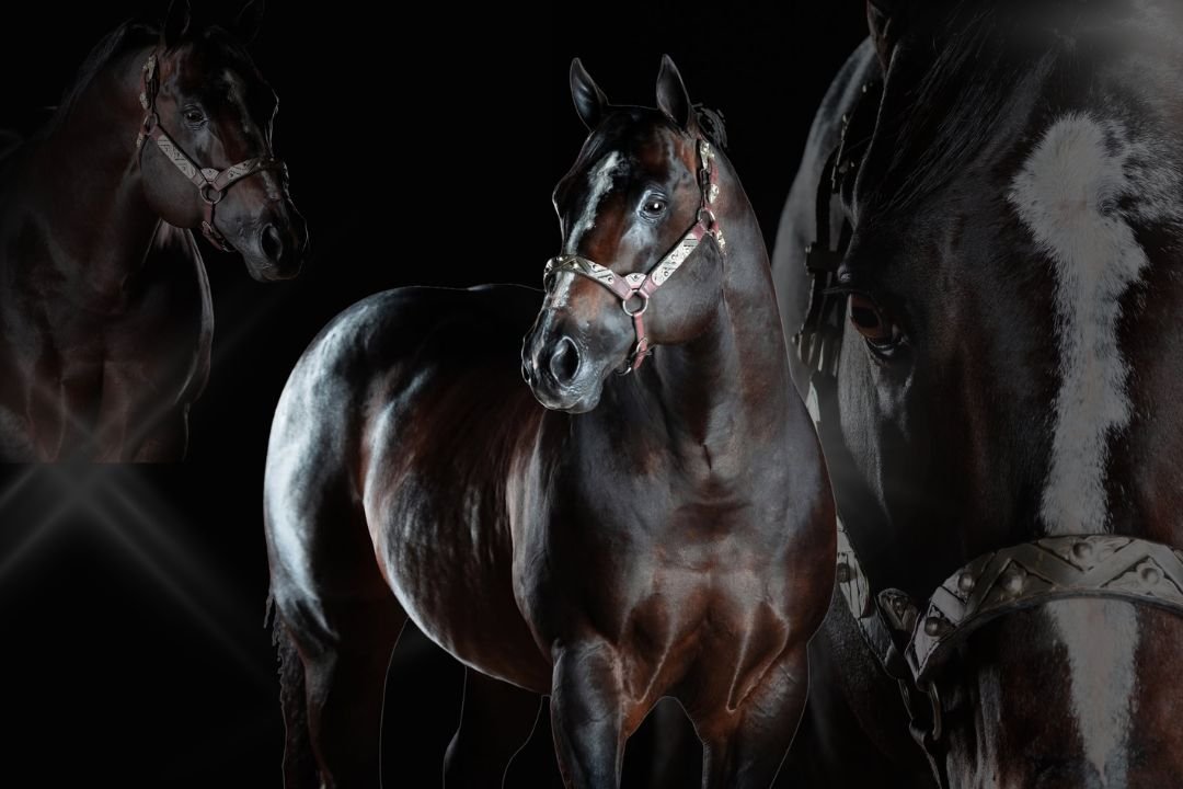 Diego Steel faz história e conquista o 4º título de Melhor Produtor da Vaquejada