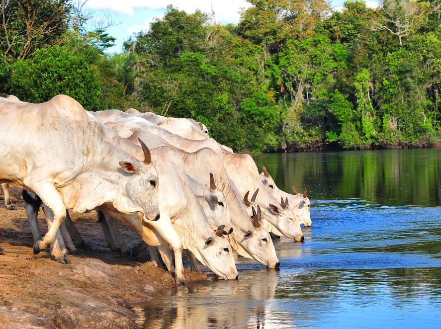 Acesso do gado ao rio pode virar crime ambiental e satélite já fiscaliza, multa chega a R$ 5 mil/ha