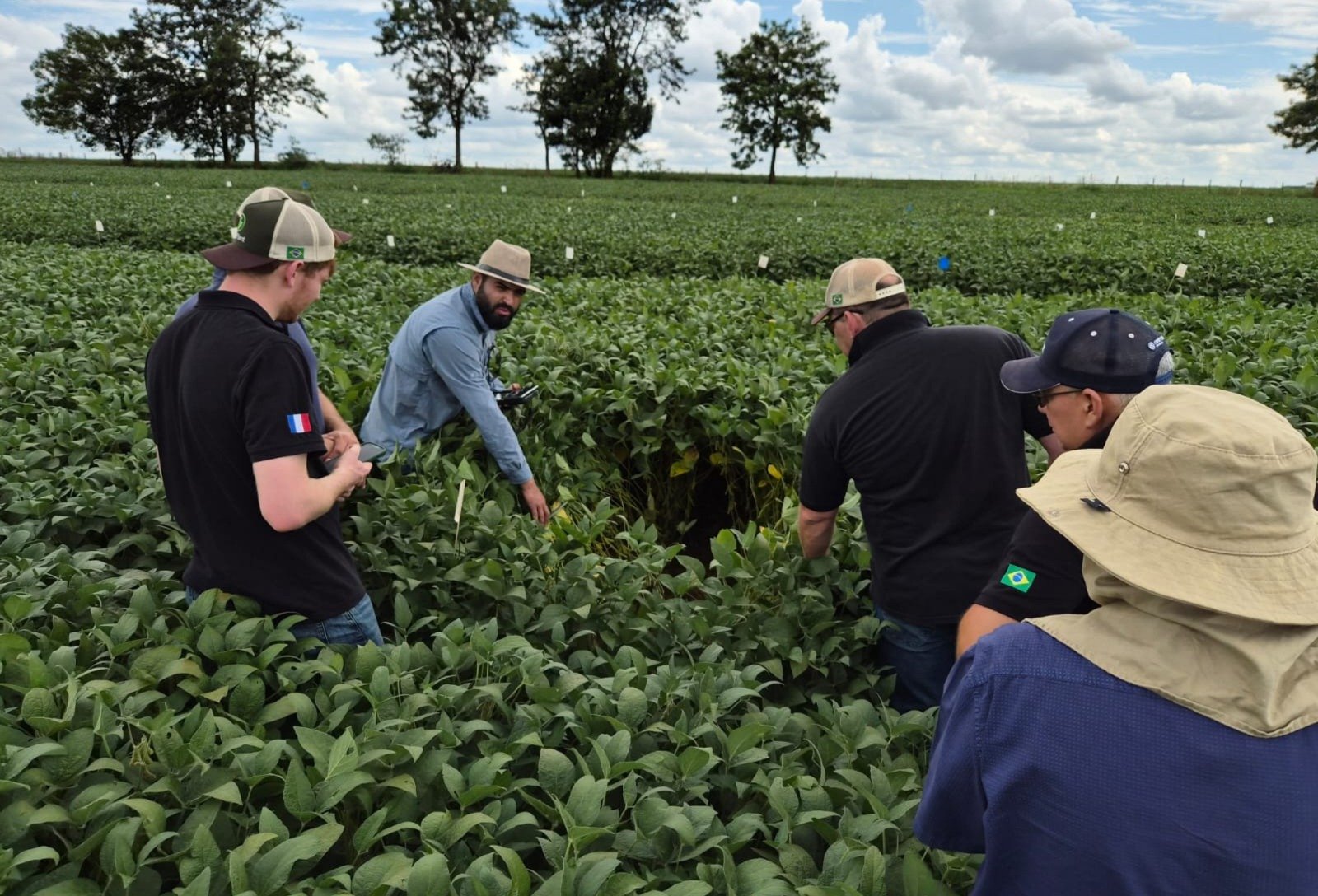 Sob estresses abióticos, áreas de soja em SP e PR registram incrementos produtivos