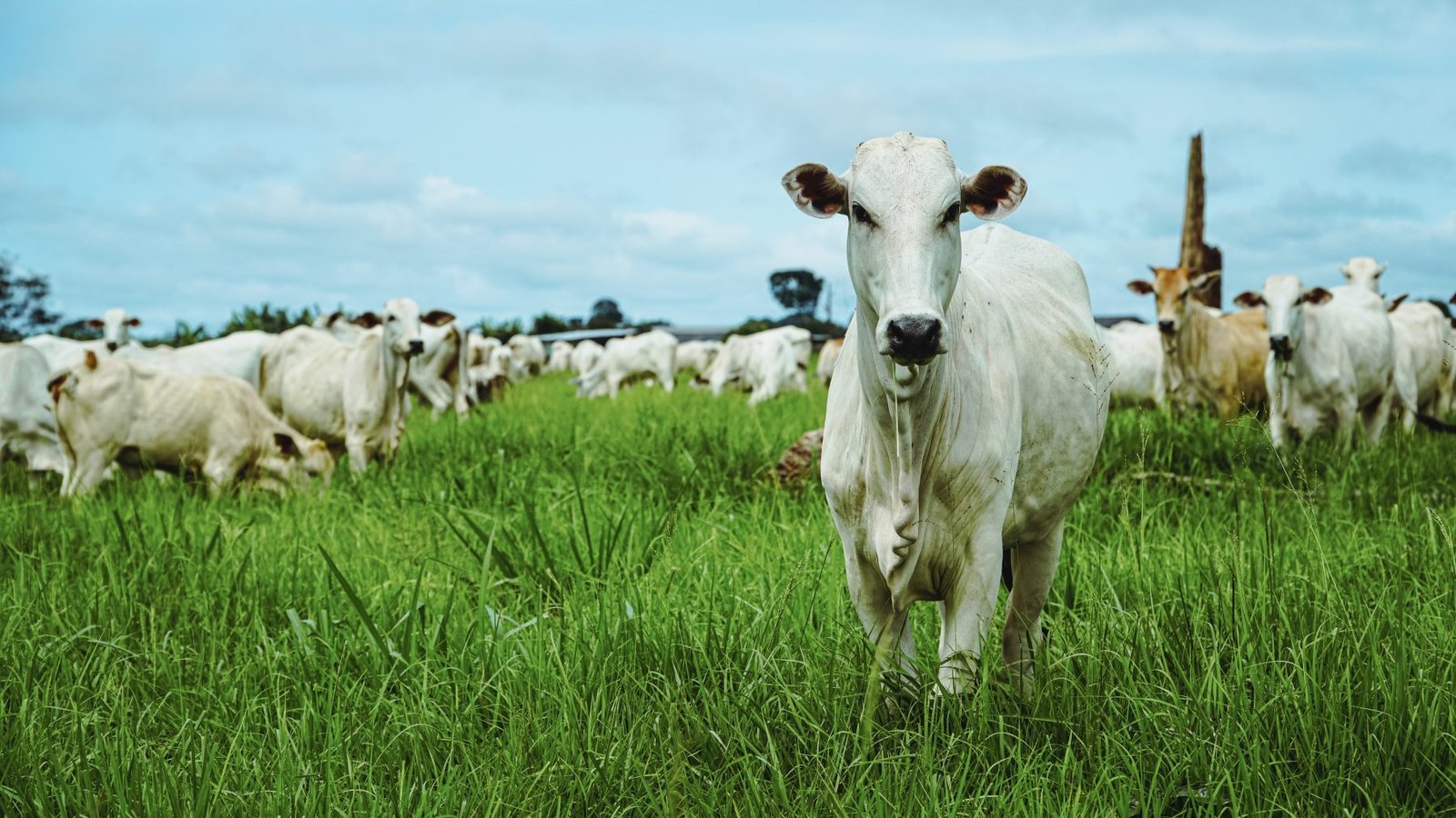 Marrocos abre licitação para comprar carne bovina