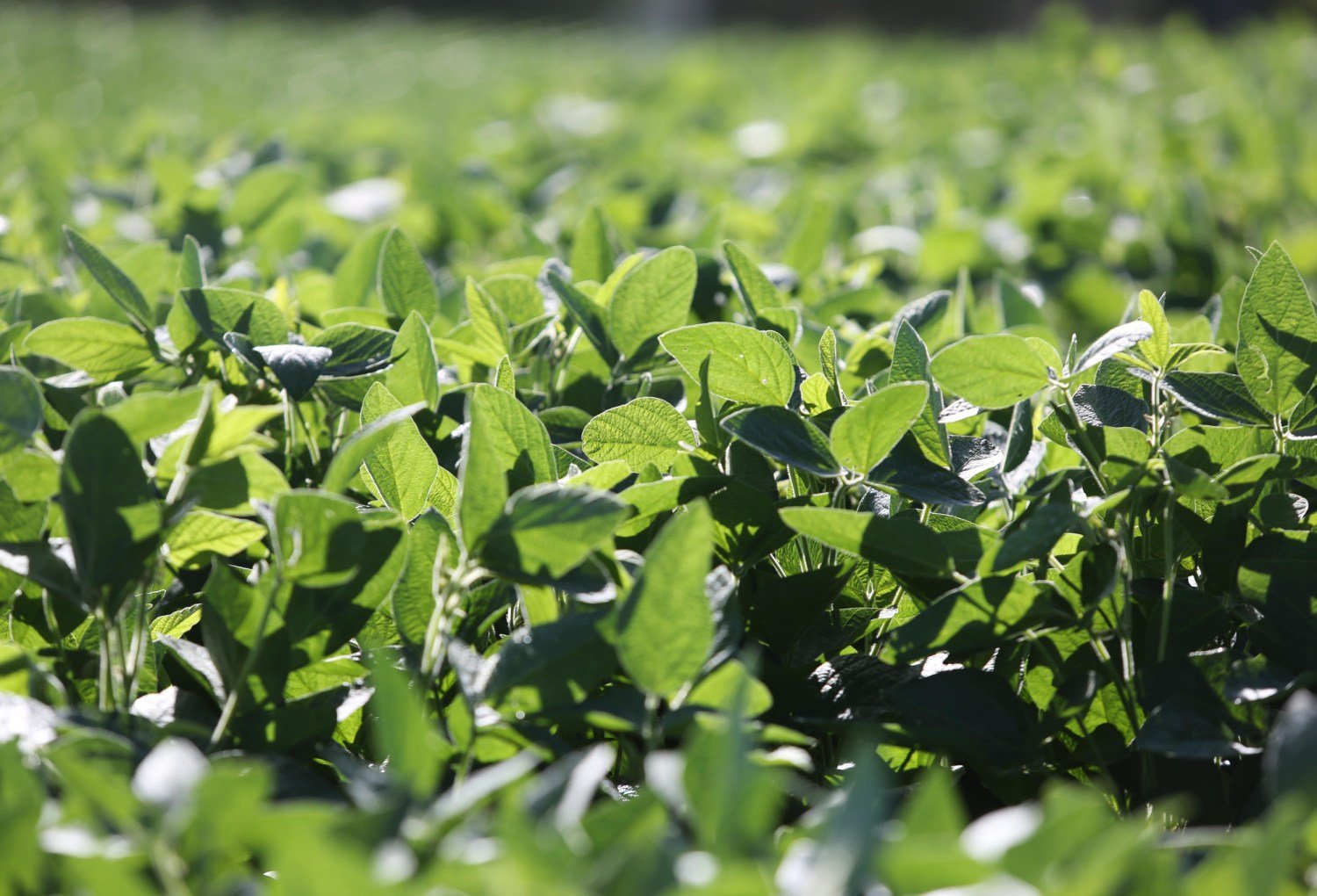 Nota Oficial: FETAG-RS reafirma defesa dos agricultores contra cobrança abusiva de royalties na soja