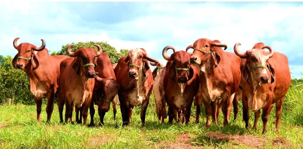 ExpoZebu 2026: Associações unificam critérios de avaliação do Gir Leiteiro