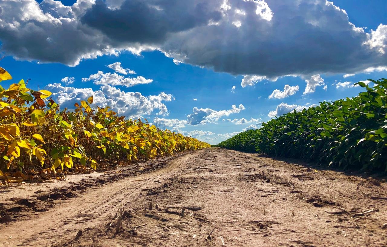 Goiás caminha para a segunda maior safra de grãos da história