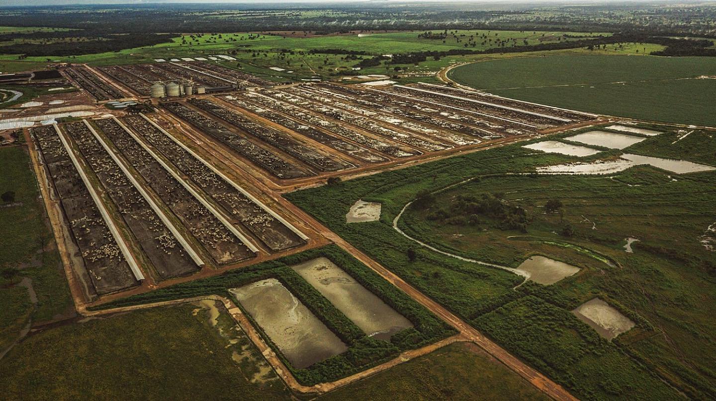 Milho floculado no confinamento: processamento do grão eleva a eficiência alimentar e a rentabilidade