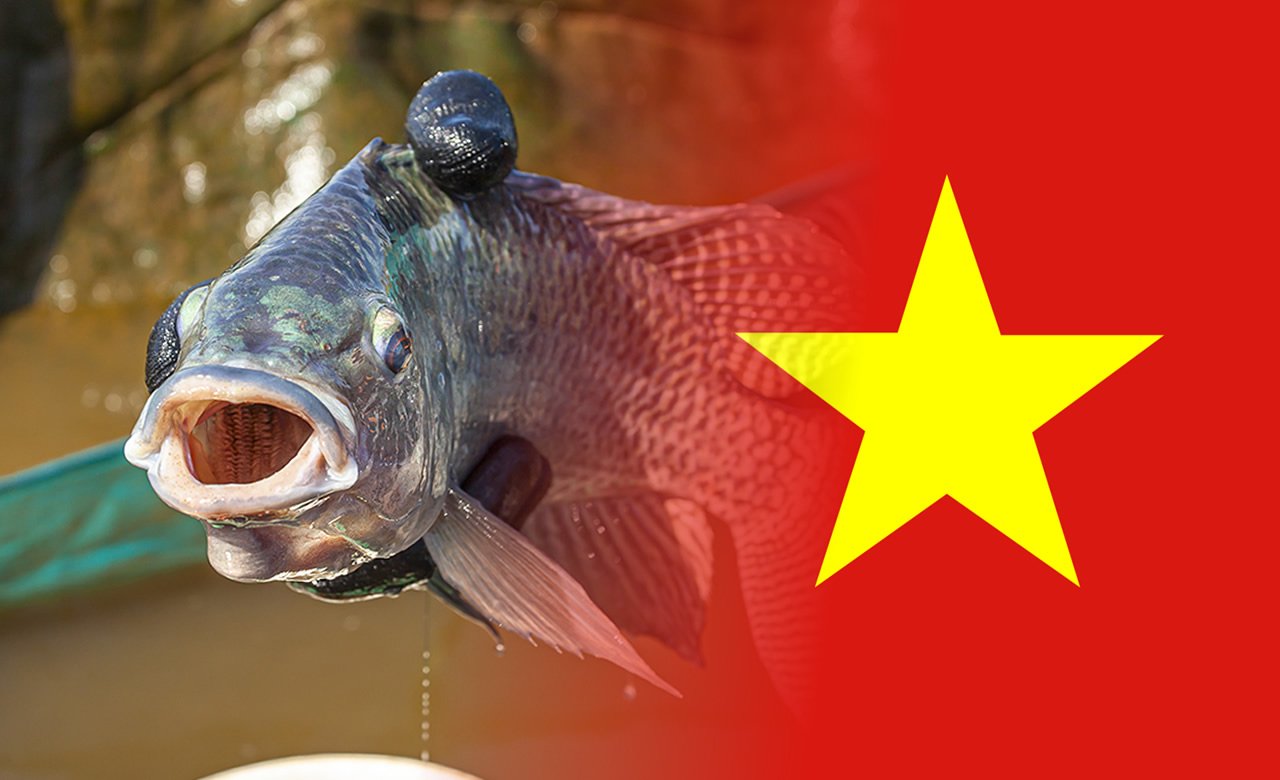 Minas Gerais estuda proibir trânsito de tilápia vietnamita para proteger produção local