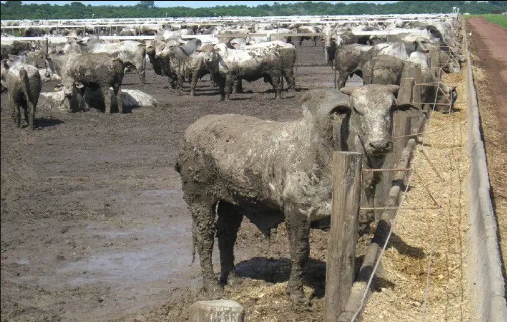 Quando a chuva traz a tristeza (parasitária)