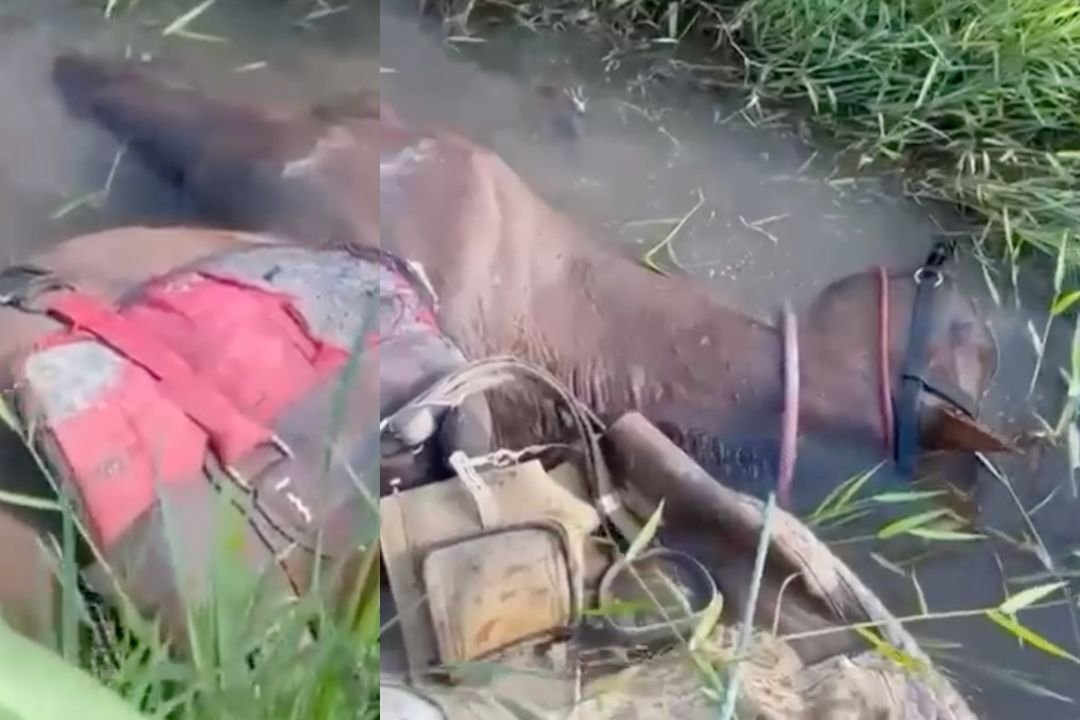 Peixe-elétrico que pode matar cavalo com até 800 volts e assusta criadores; veja o que diz a ciência