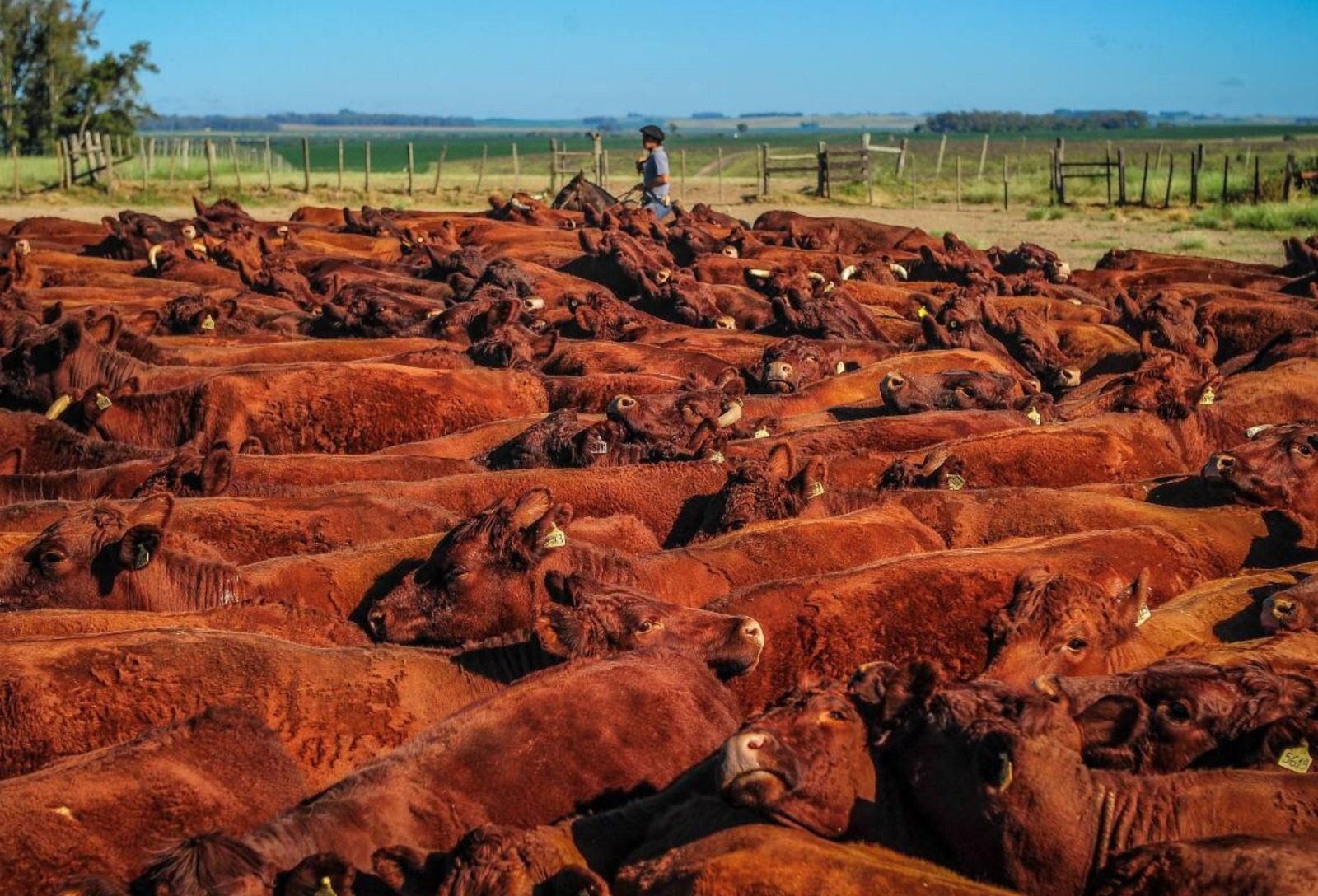 ANC supera 100 mil registros em 2025 e avança 65% em um ano