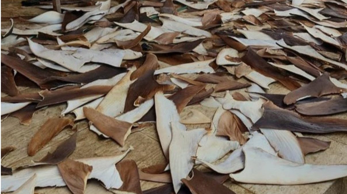 Operação apreende 1,5 tonelada de barbatanas de tubarão de origem ilegal