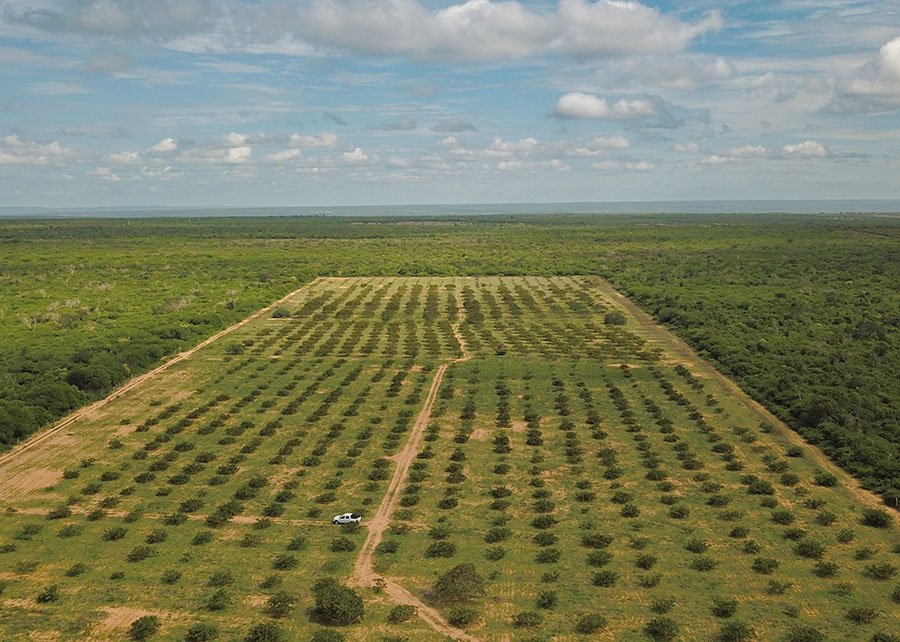 IAC reúne 165 laboratórios em programa internacional de análise de solos