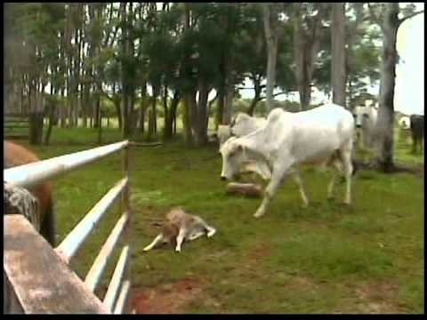 Vaca brava tem cura? O que a ciência diz sobre o temperamento no curral