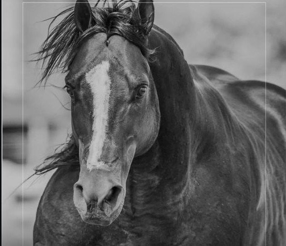 Luto no Agro: Morre Salvado Apollo, o Multicampeão que Marcou a História das Pistas