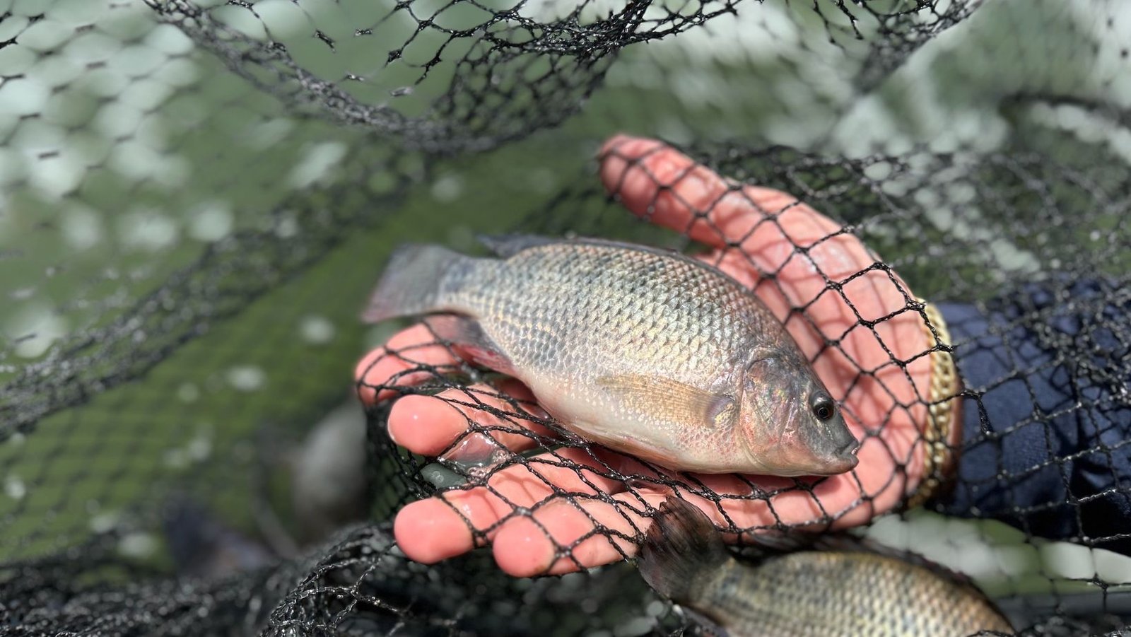 Conheça o maior produtor de tilápia do Brasil e sua marca de 40 milhões de peixes/ano