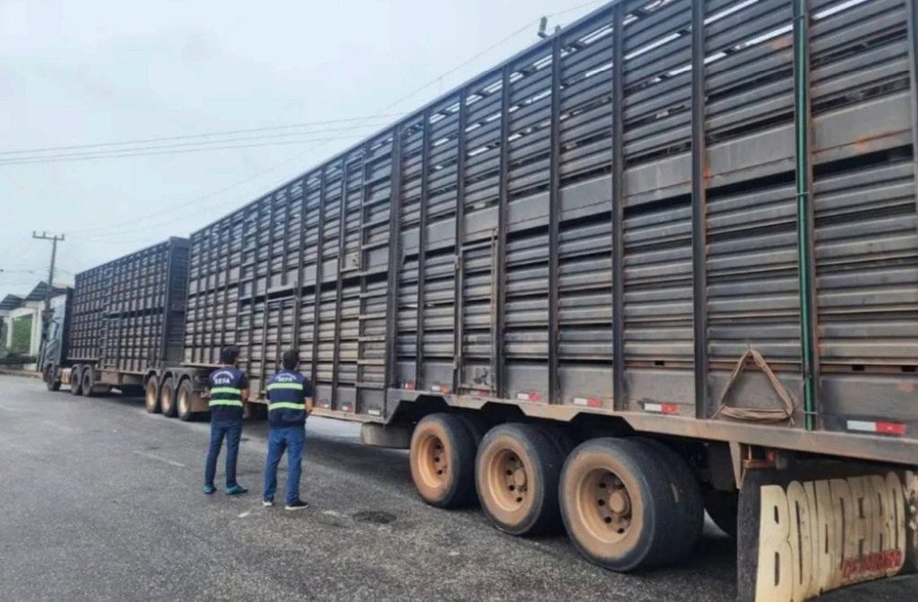 Fiscalização apreende 205 cabeças de gado irregulares e subfaturadas