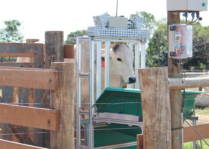 Como o monitoramento de água está criando “super animais” na pecuária