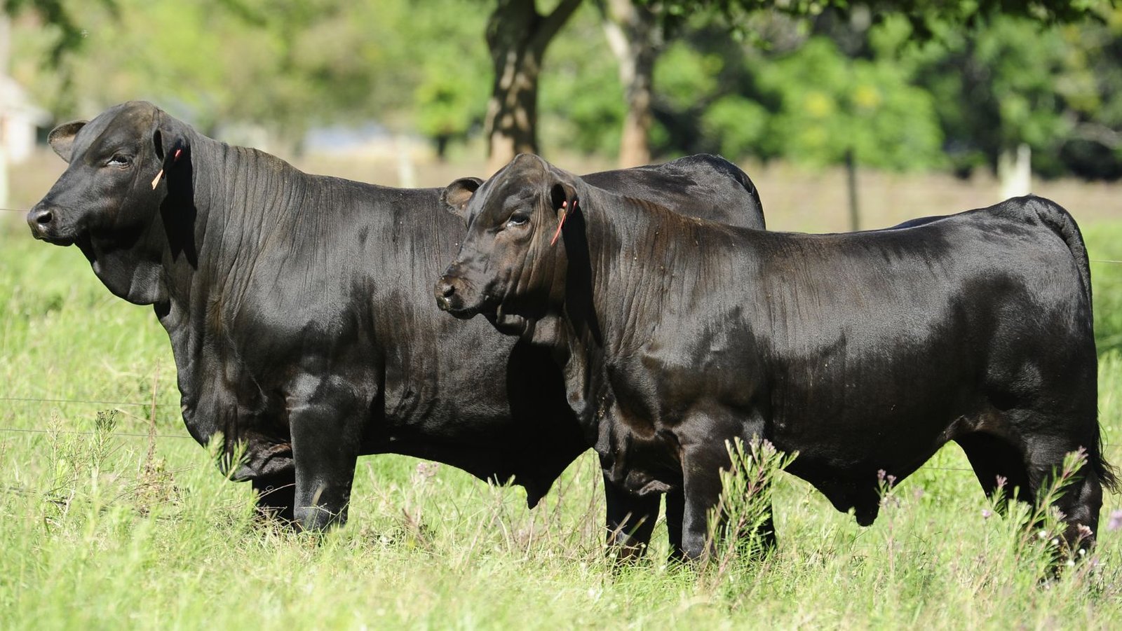 Congresso Mundial Brangus 2026 está com inscrições abertas