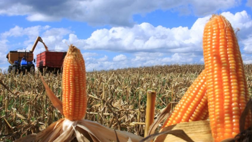 Valor da produção agropecuária do milho no estado de SP cresce 26% em 2025