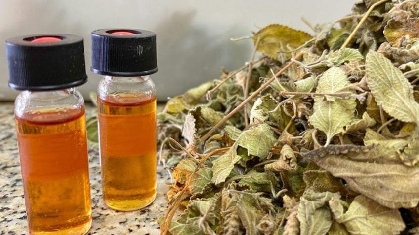 Pesquisa estrutura base tecnológica para produção e uso comercial do alecrim-do-mato