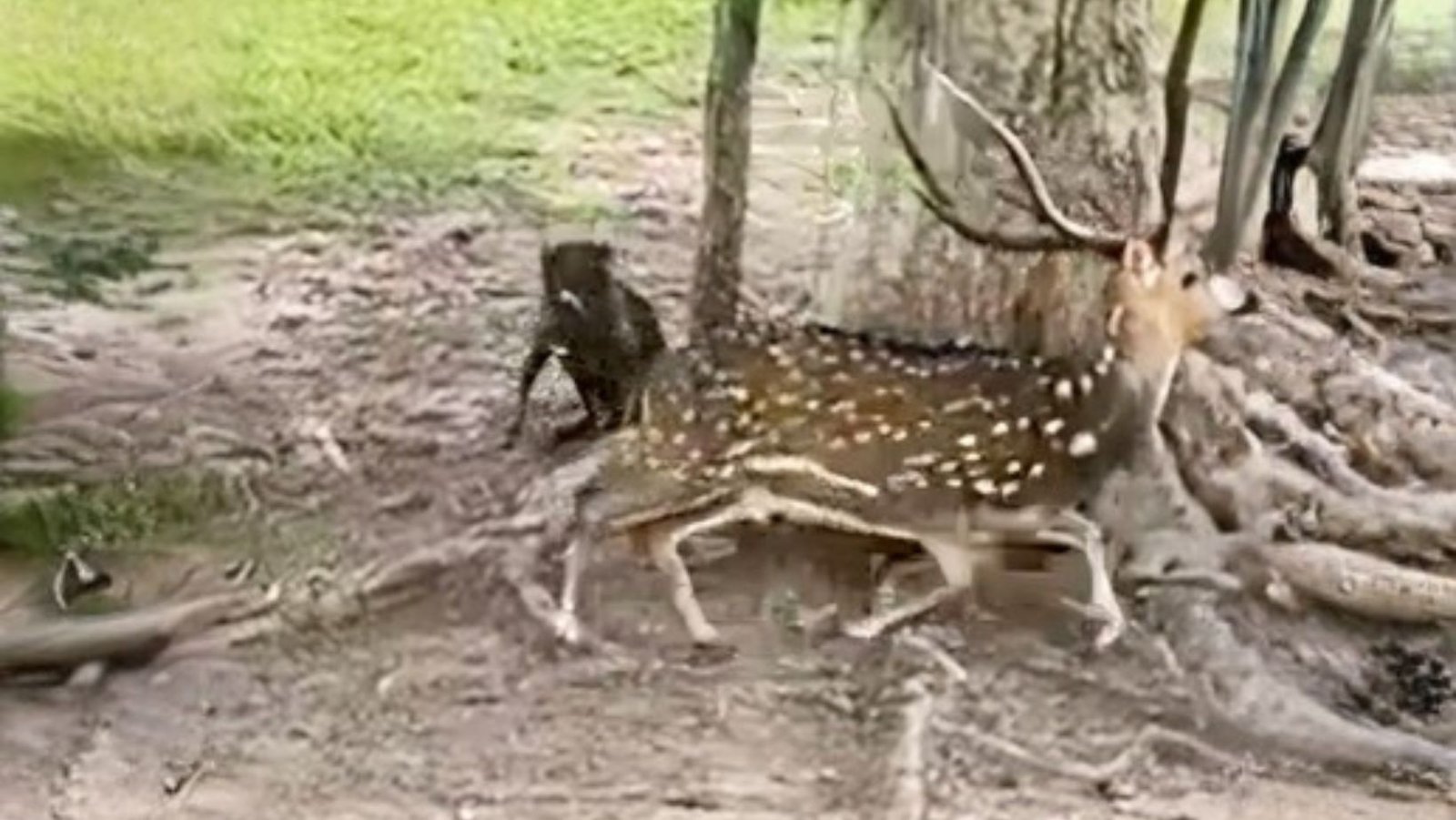 Cervo indiano invade o Pantanal e acende alerta ambiental no Brasil