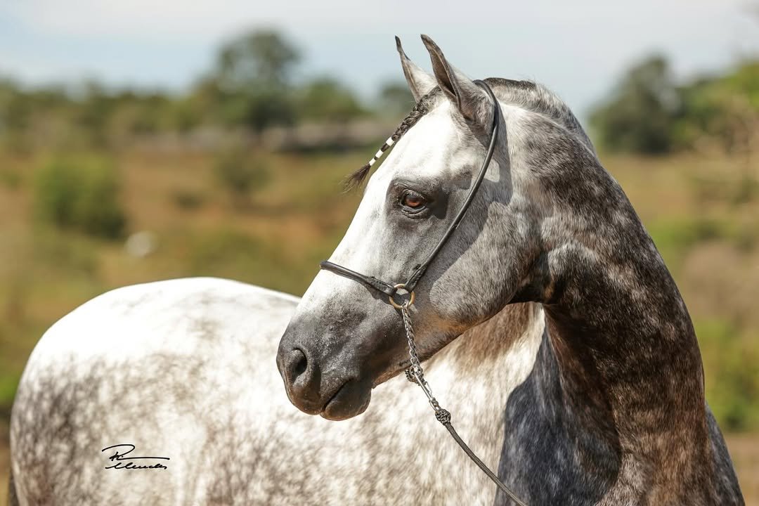Luto no Mangalarga Marchador: Neon Cristal PVB deixa legado de campeões e excelência genética