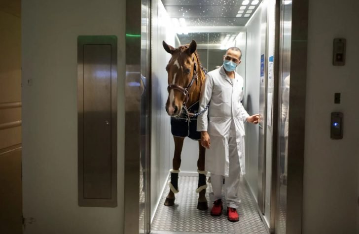 Dr. Peyo: o cavalo que trocou as arenas para confortar pacientes terminais