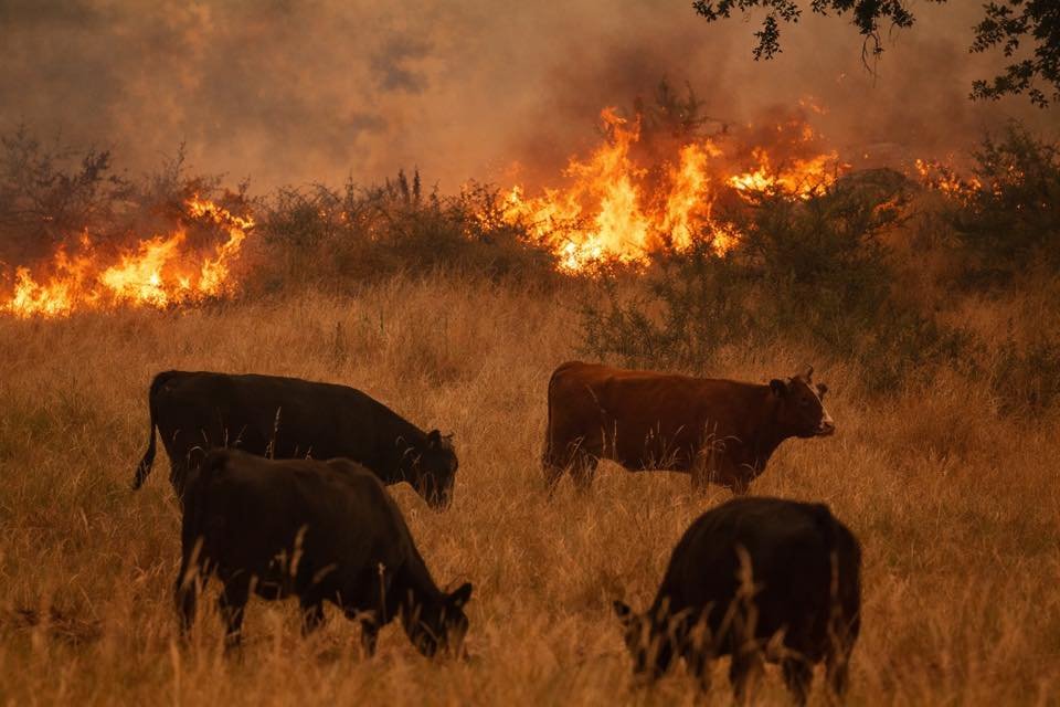 Incêndios devastam 114 mil hectares nos EUA e deixam pecuaristas sem pasto