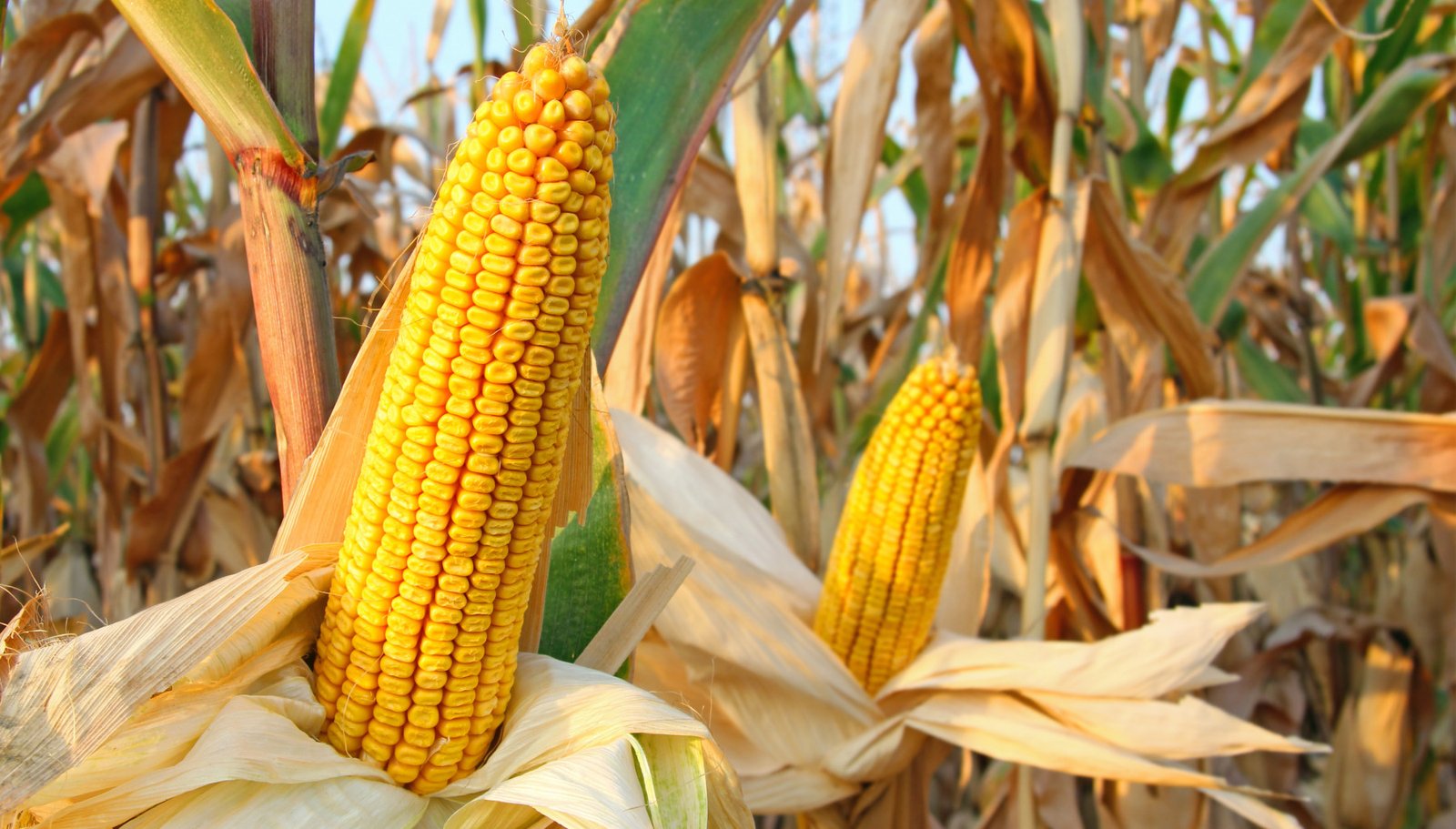 EUA vendem 685,8 mil t de milho da safra 2025/26, mostra USDA