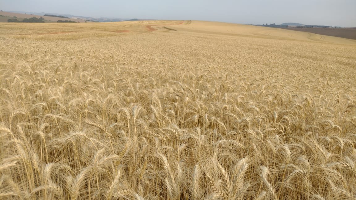 Exportadores dos EUA vendem 243 mil t da safra 2025/26 de trigo, diz USDA