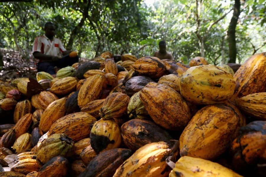 Costa do Marfim antecipa preço do cacau e sinaliza possível corte aos produtores em meio a queda histórica das cotações