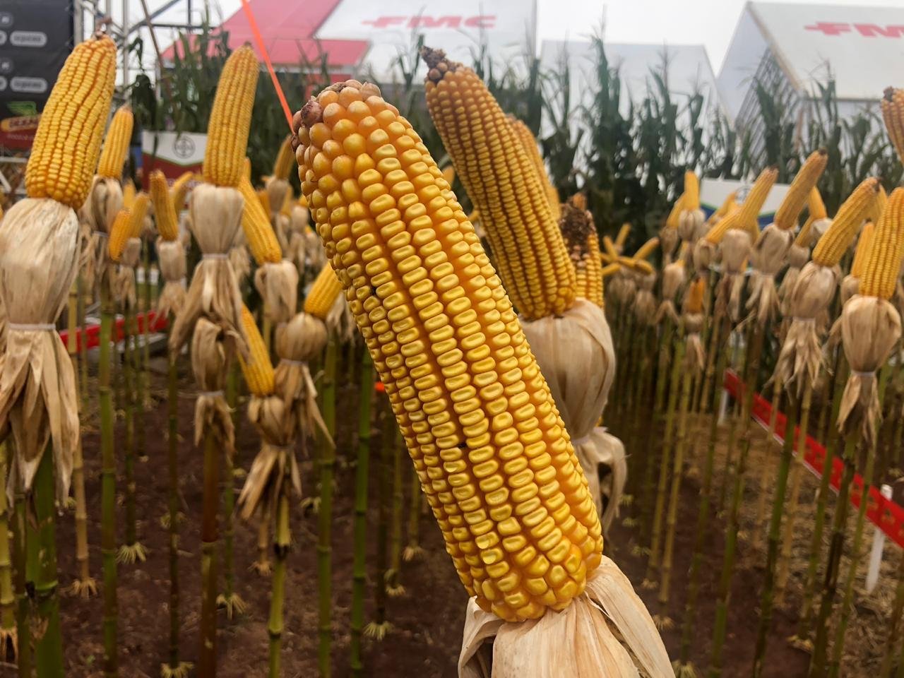 Híbrido de milho com tecnologia e tratamento de semente reduz nematoides no sistema milho/soja