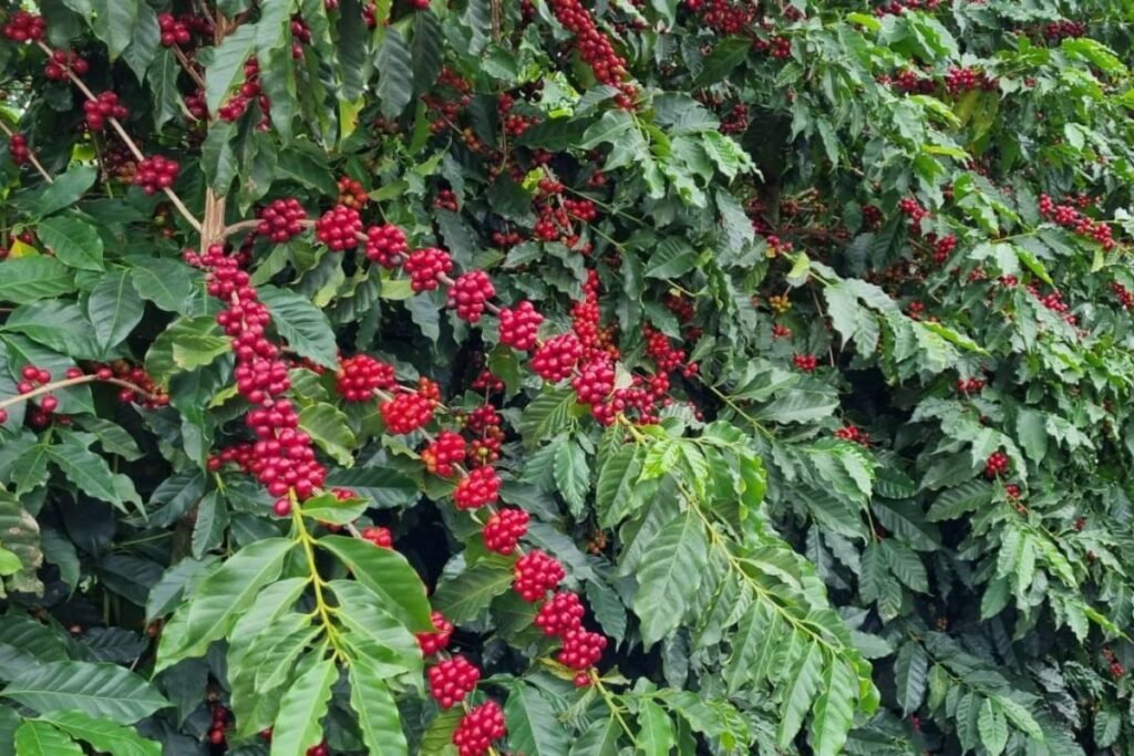 Conab monitorará conformidade das lavouras de café à lei antidesmatamento da UE