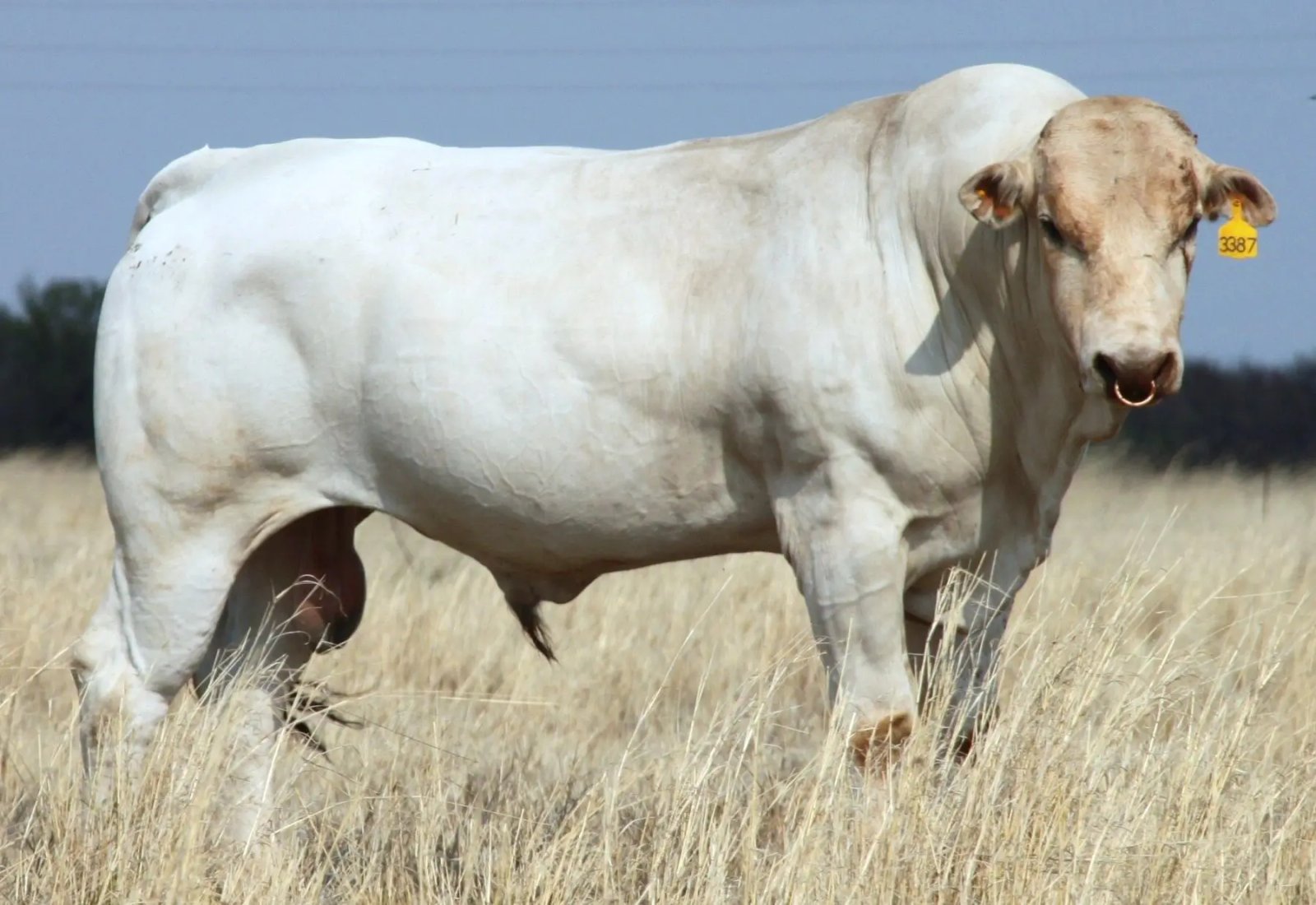 O maior boi do mundo? Conheça o Chianina, ancestral da autêntica Bisteca Fiorentina