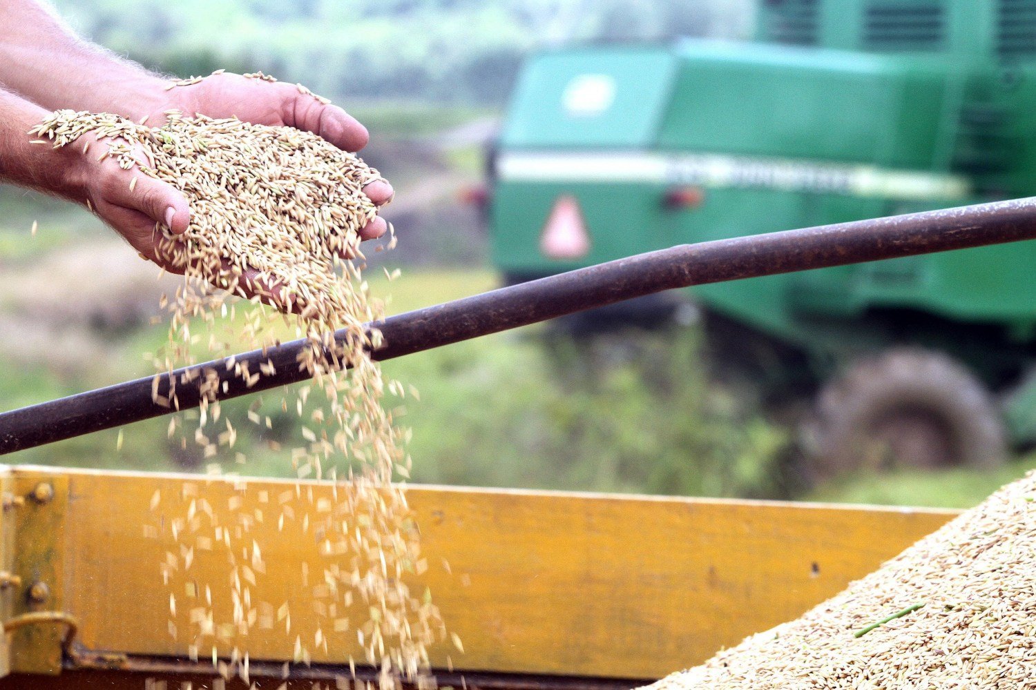 Conab fará leilões para escoamento de arroz com investimento de R$ 73,6 mi