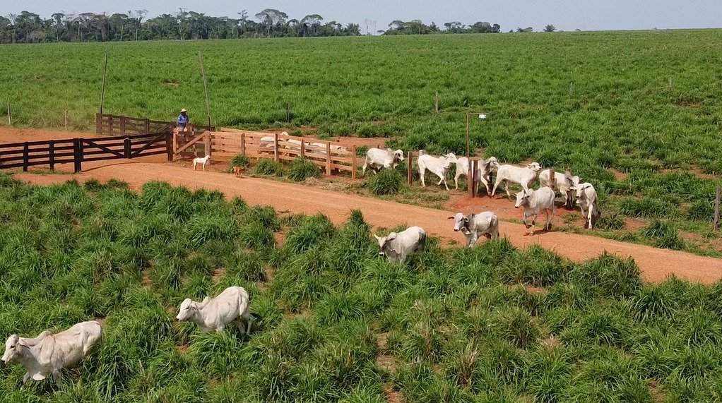 Pesar gado no pasto reduz manejo e pode dobrar o ganho de peso; veja o passo a passo
