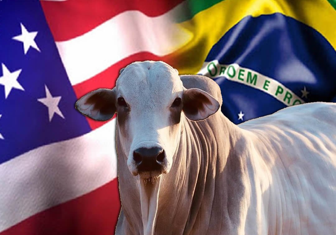O boi brasileiro é o melhor do mundo? Entenda por que, mesmo assim, o americano é o mais caro