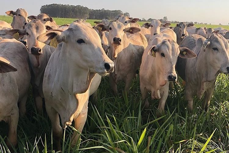 Pasto verde não faz milagre sozinho: O segredo para o gado explodir em peso nas águas