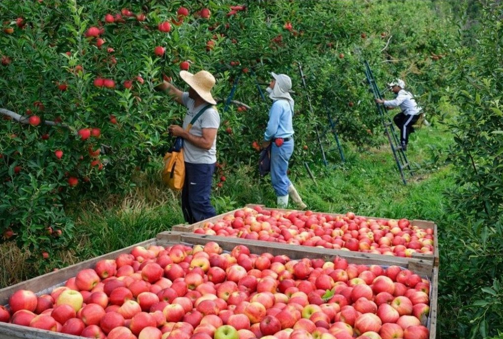 Falta de trabalhadores na safra da maçã: produtores apontam Bolsa Família como causa de perdas