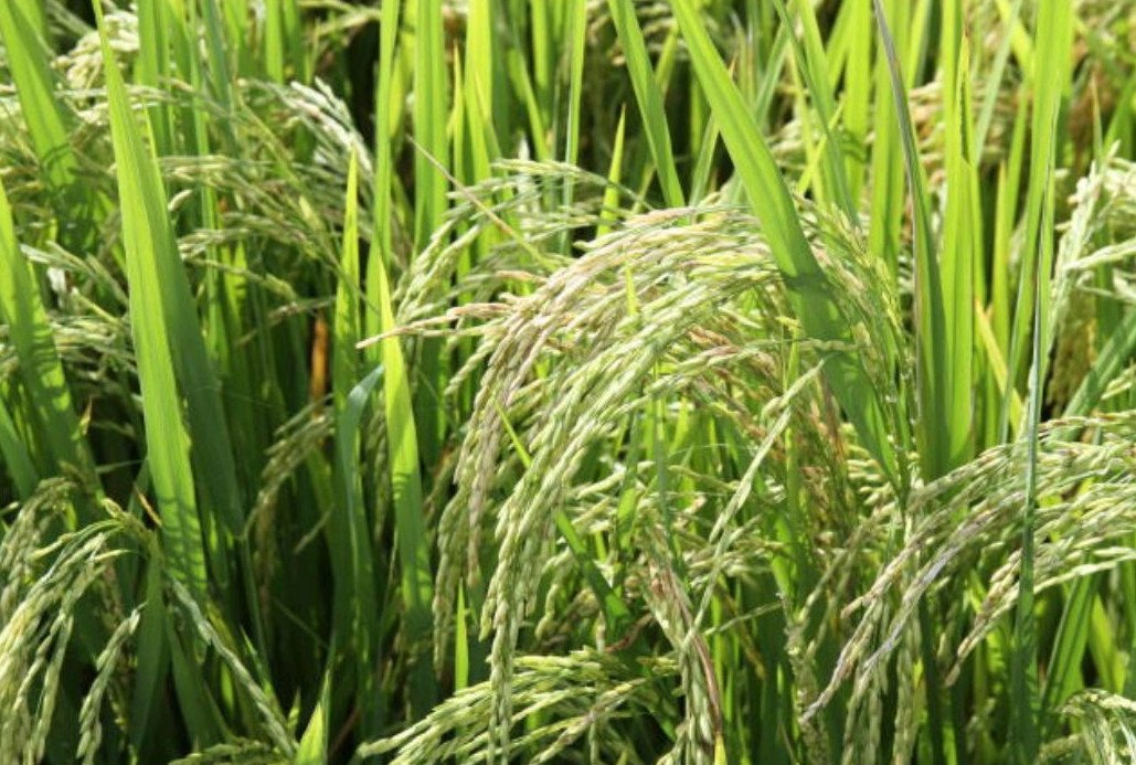 Epamig foca em terras altas para expandir produção de arroz em Minas