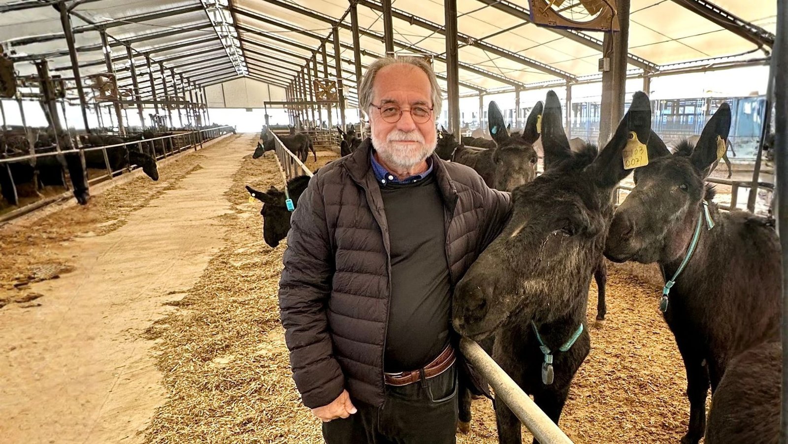 Brasil articula rede global de pesquisa para reprodução e preservação de jumentos