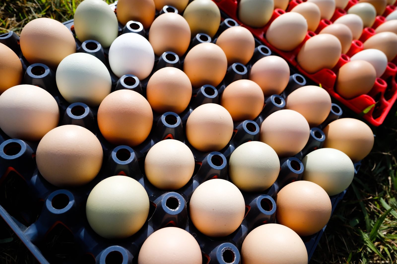 Ovos: gestora dos EUA Warburg Pincus investe até US$ 1 bilhão na Global Eggs