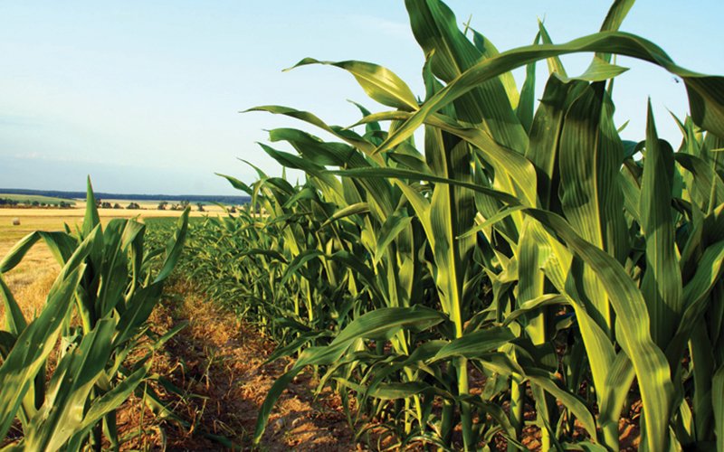 Safras & Mercado reduz previsão de produção de milho do Brasil com corte na “safrinha”