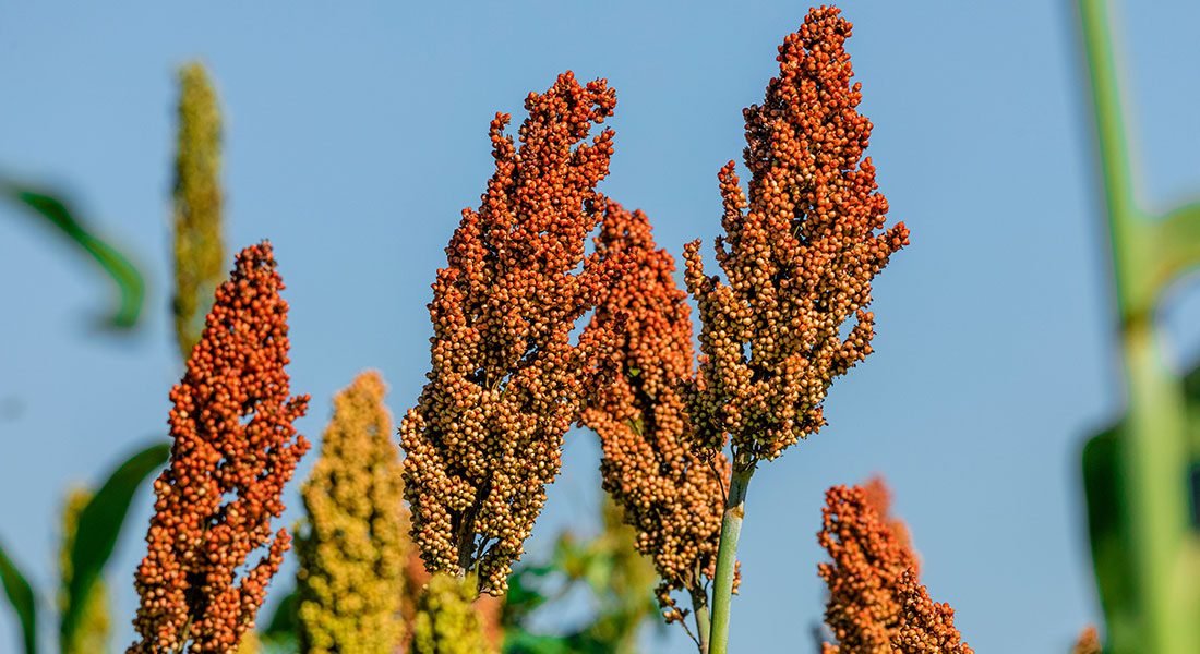 Recorde da produção de sorgo reflete expansão da cultura