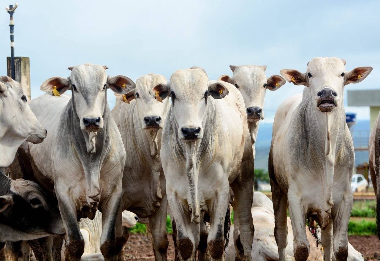 Com mercado mais firme, pecuaristas precisam se preparar para a fase de alta do ciclo pecuário