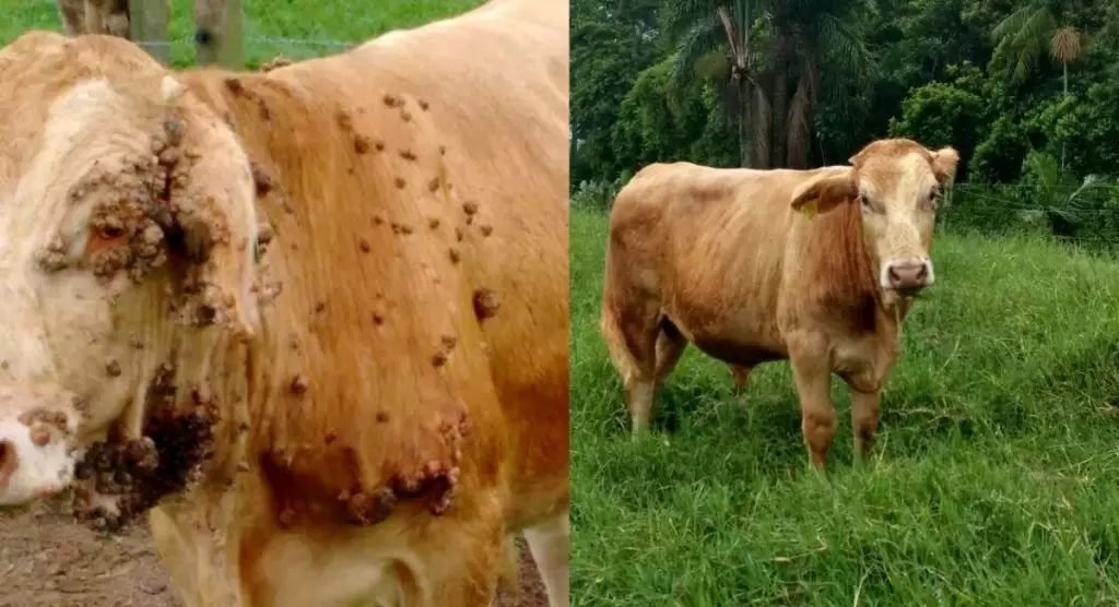 Não é apenas ‘ferida’: O que a pele das suas vacas diz sobre a saúde do seu rebanho